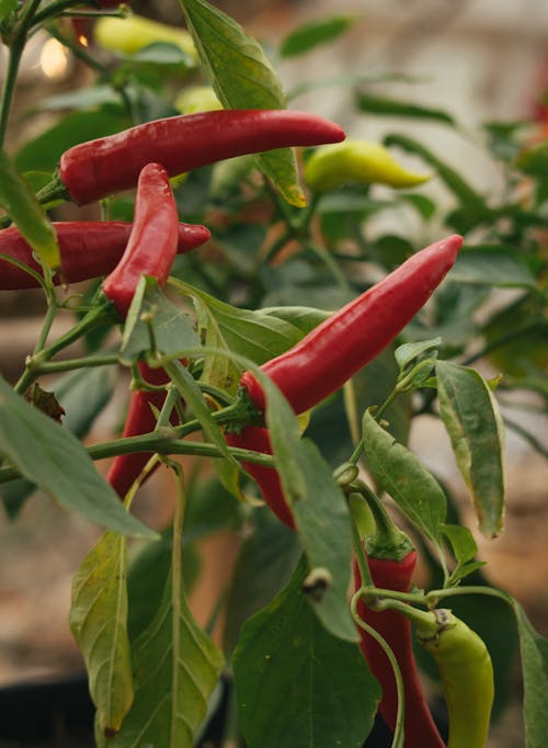 Free Close-Up Shot of Chili Peppers Stock Photo