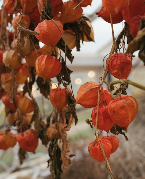 과일, 나뭇잎, 농촌의의 무료 스톡 사진