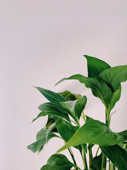 Lush green plant leaves highlighted against a neutral background.