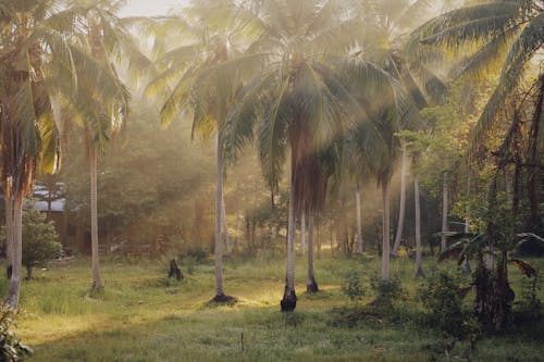 Coconut Trees on a Grassy Field