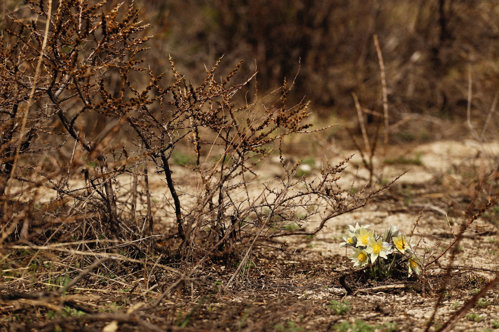 A dry landscape featuring barren bushes and emerging flowers capturing nature's resilience.