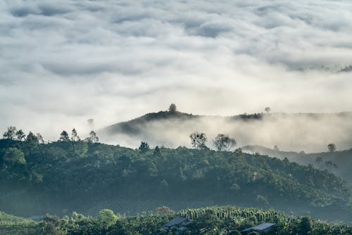 Gratuit Imagine de stoc gratuită din arbori, ceață, dealuri Fotografie de stoc