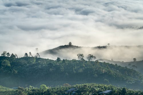 Trees on Mountains in Fog