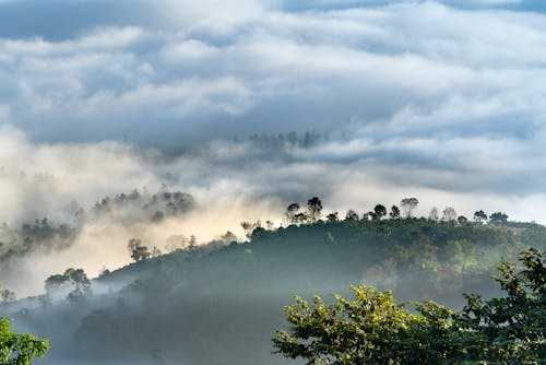 丘, 森林, 濃霧の無料の写真素材