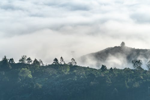 Gratis Fotos de stock gratuitas de bosque montañoso, cima, con niebla Foto de stock