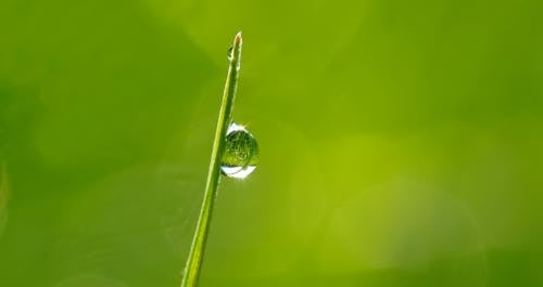 白天在绿叶上的液滴的宏观摄影