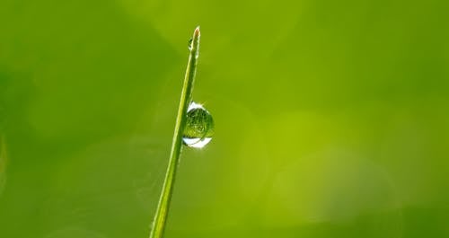 Fotografía Macro De Gota Sobre Hoja Verde Durante El Día