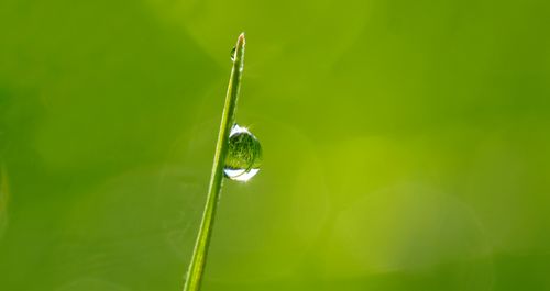 Free A close-up macro shot of a dewdrop on a grass blade, reflecting nature's beauty. Stock Photo