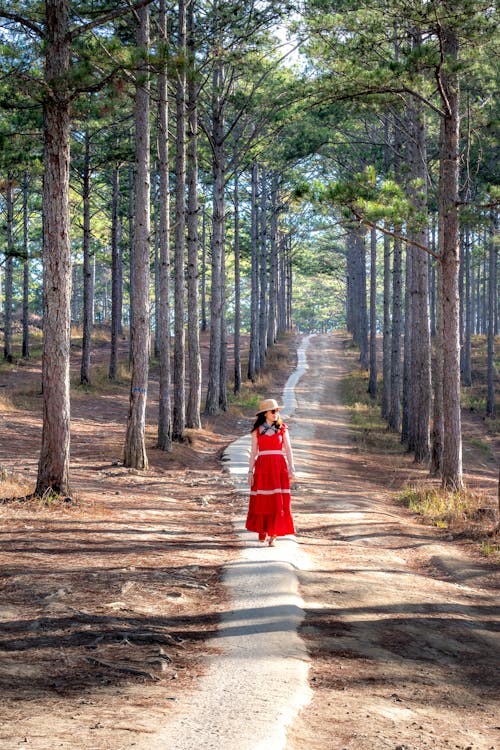 Gratis stockfoto met begeleiding, bossen, buiten