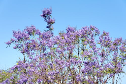 Foto d'estoc gratuïta de arbre, cel clar, flors