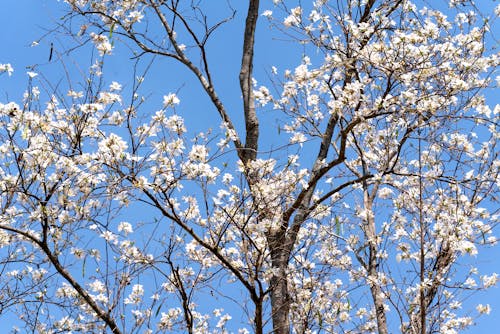 Fotobanka s bezplatnými fotkami na tému biele kvety, jar, modrá obloha