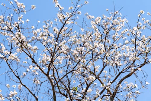 Photos gratuites de arbre, cerise, ciel clair