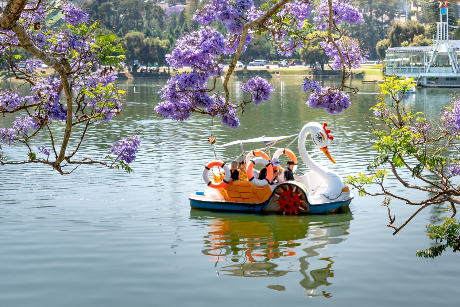 Swan Ride Photos, Download The BEST Free Swan Ride Stock Photos & HD Images