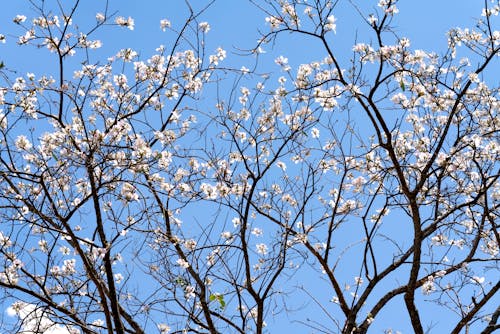 Foto profissional grátis de árvore, cerejeira, céu azul