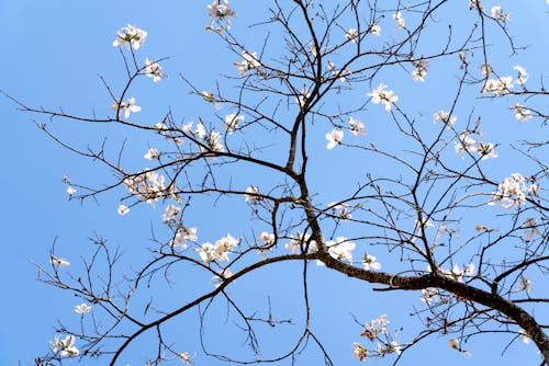 Blooming Tree on White Background · Free Stock Photo
