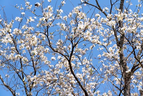 White Cherry Blossom Tree Under Blue Sky