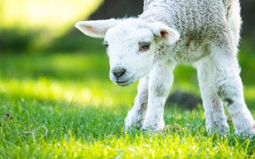 Close-Up Shot of a Lamb 