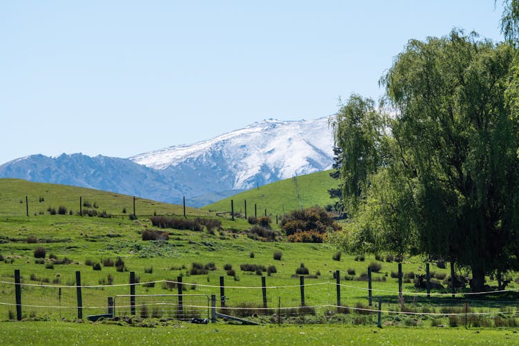 Green Pastures In Mountains