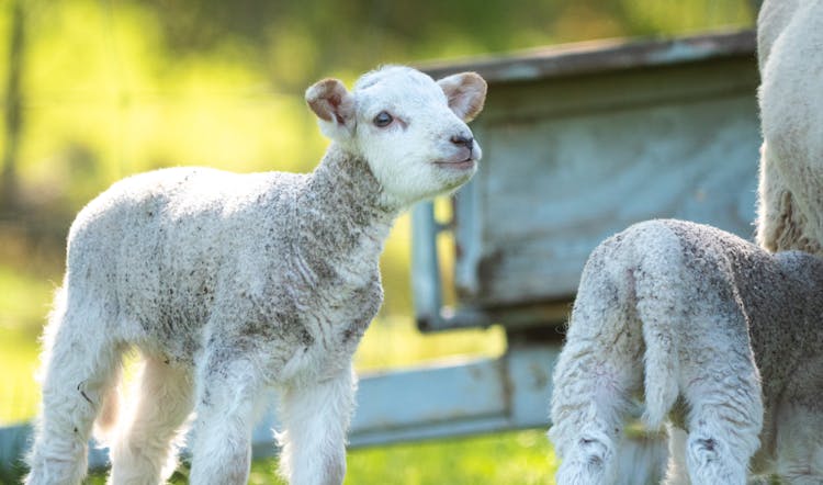 Close Up Of Baby Sheep