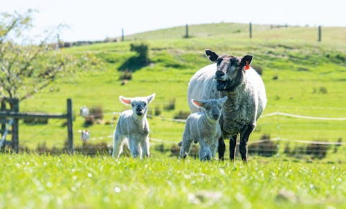 A Sheep and Two Lambs on a Pasture 