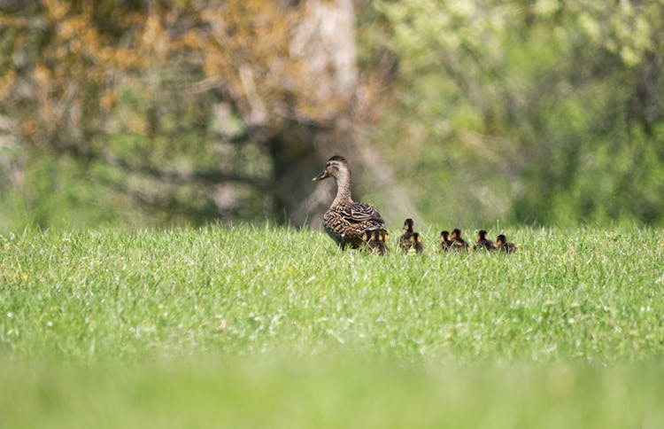 Duck And Ducklings