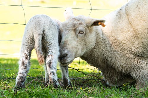 Baby Sheep Standing up with Mothers Help