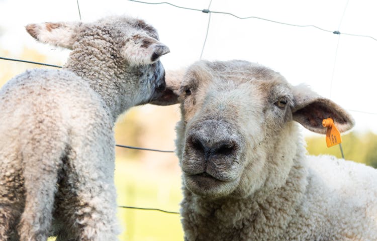 Close Up Of Sheep