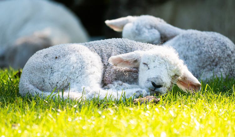 Cute Baby Sheep Sleeping On Grass