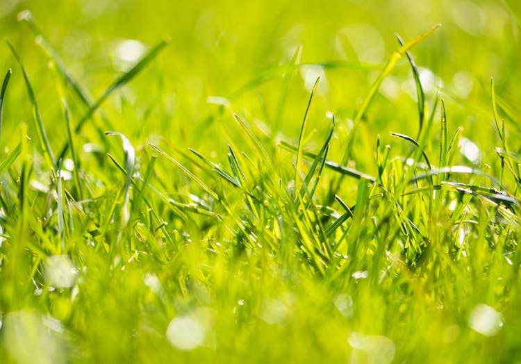 Close Up Of Grass