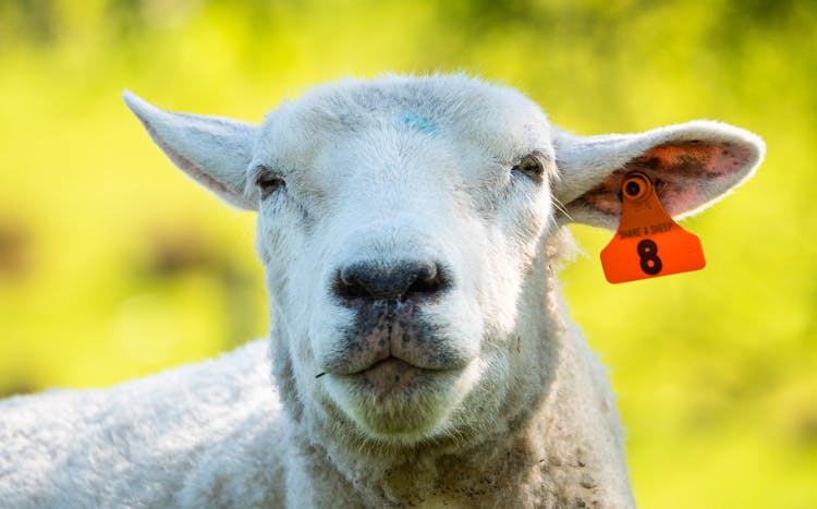 Close Up Of Sheep Head