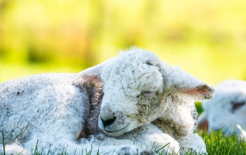 Безкоштовне стокове фото на тему «вівці, впритул, домашній»