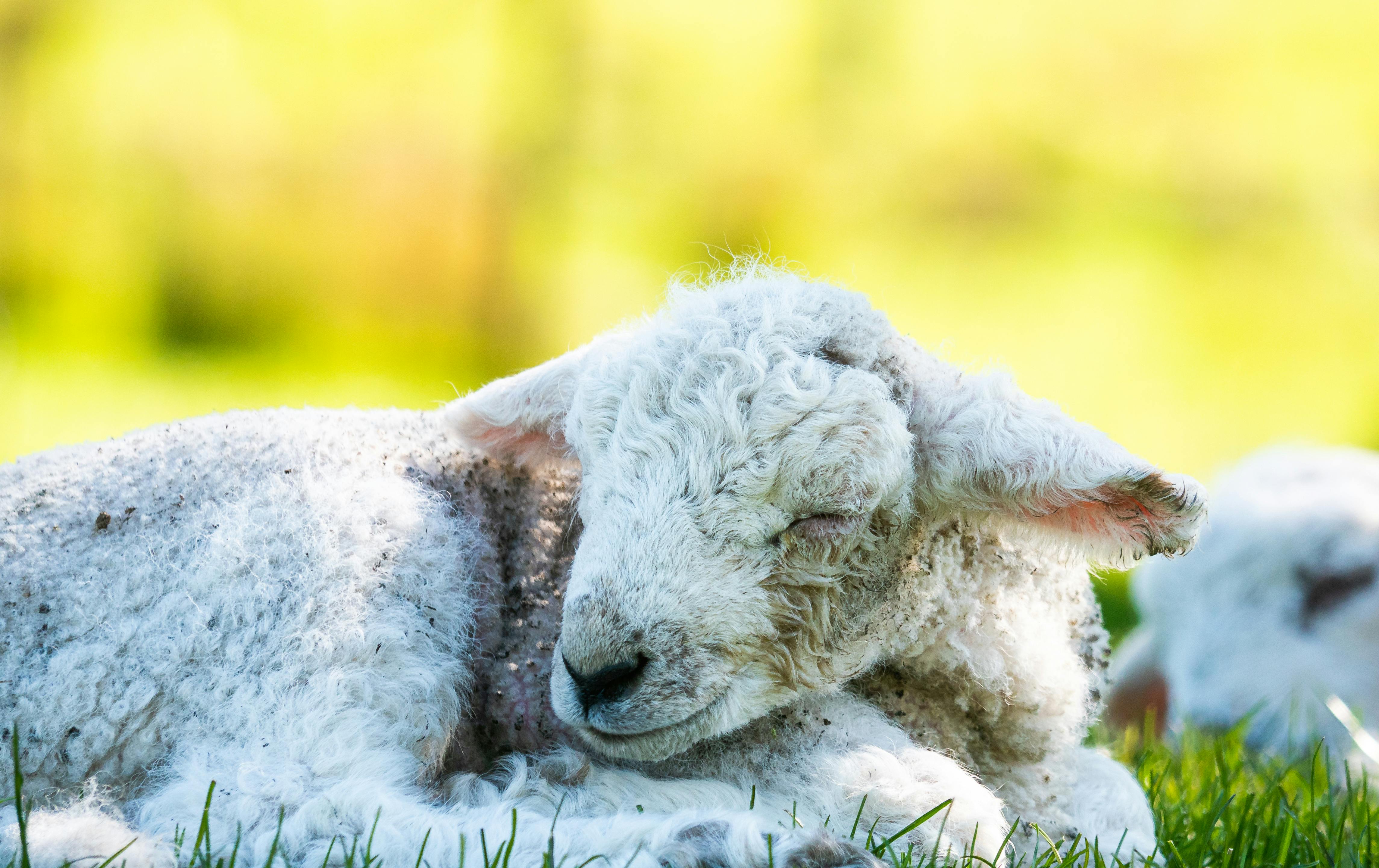 Sleeping Baby Sheep