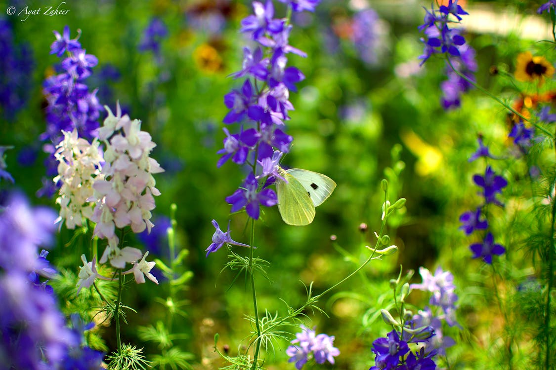 Ilmainen kuvapankkikuva tunnisteilla perhonen kukassa