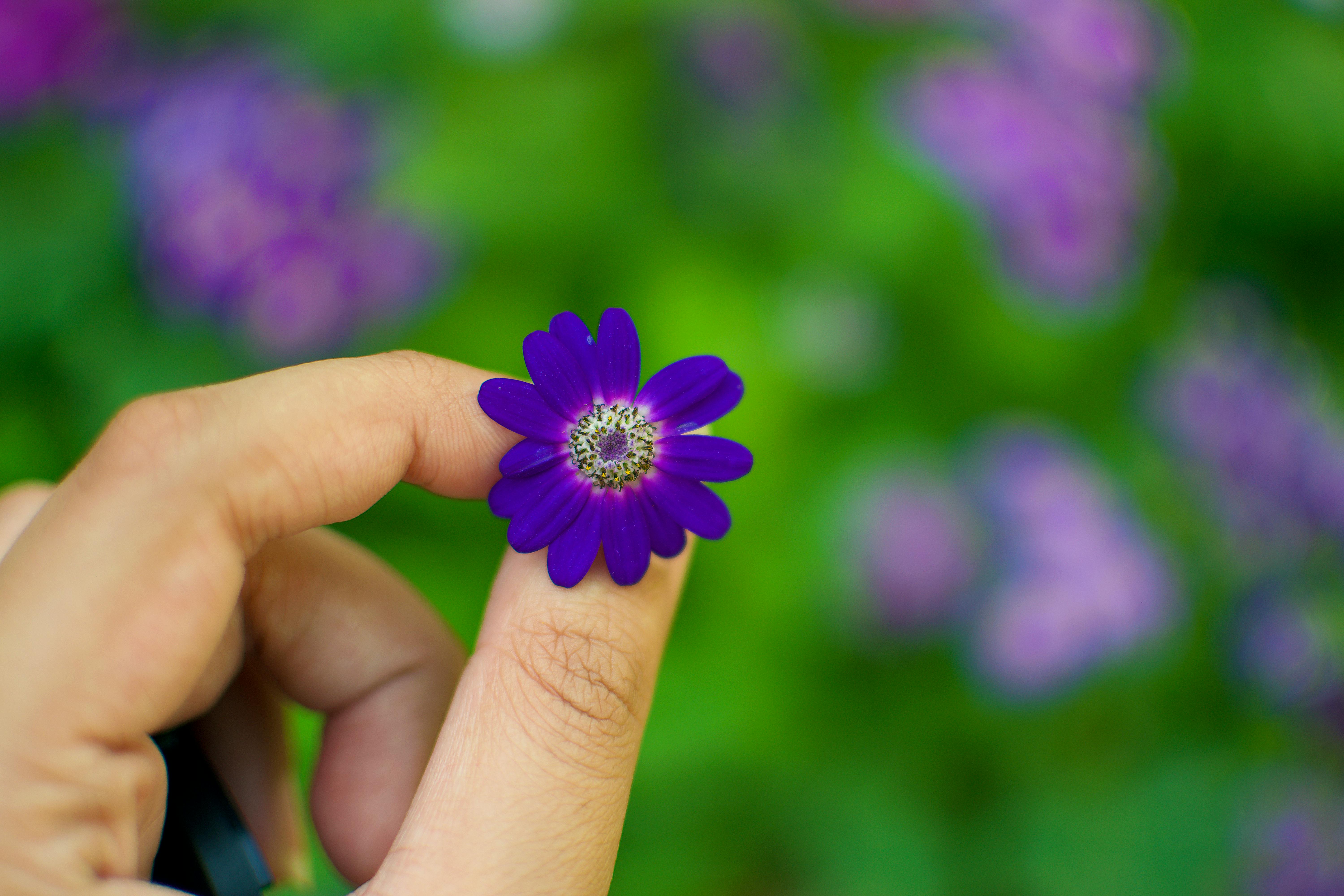 A vibrant purple flower held gently by a hand against a blurred green background.