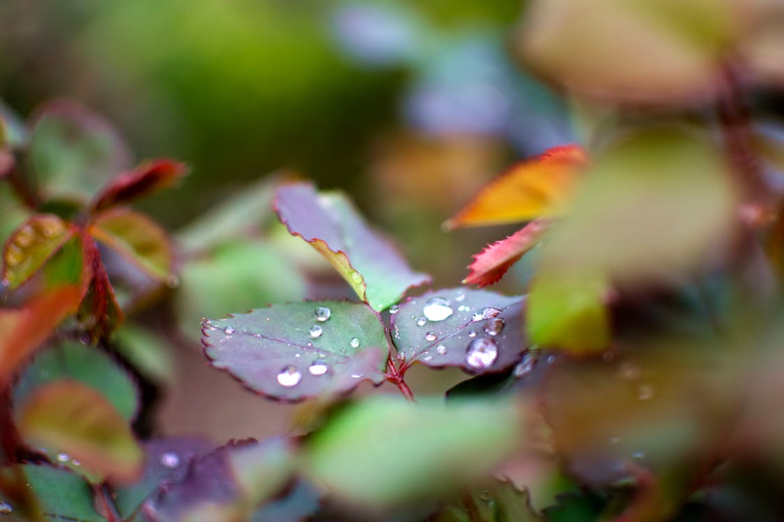 Free stock photo of water drops on leaves