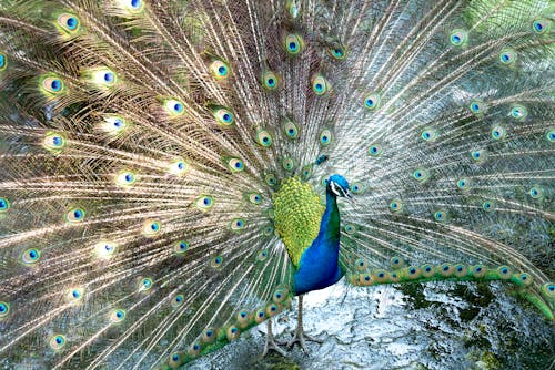 Free Close-Up Shot of a Peacock  Stock Photo