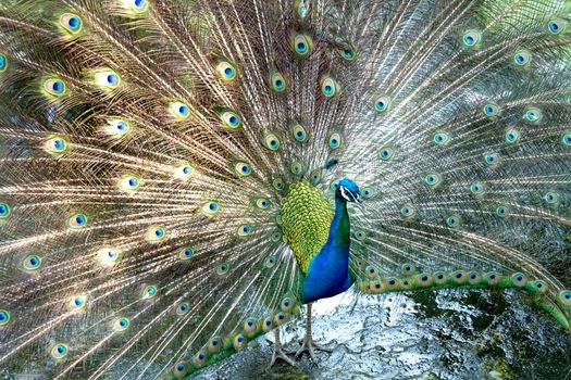 peacock photo