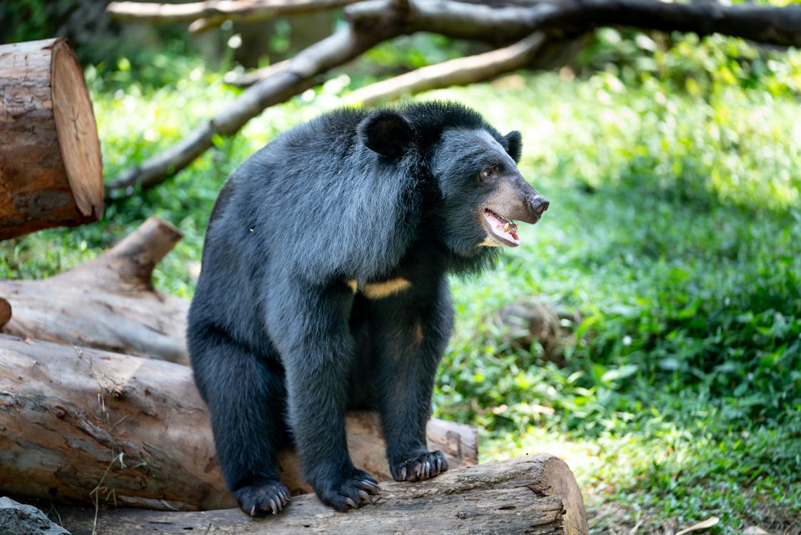 Koala Bears powerful animal