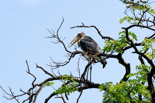 Lesser Adjutant Perched on Tree