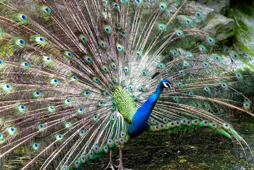 A Peacock Showing Off Its Tail