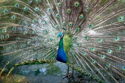Free A majestic peacock displaying its colorful tail feathers in full spread outdoors. Stock Photo