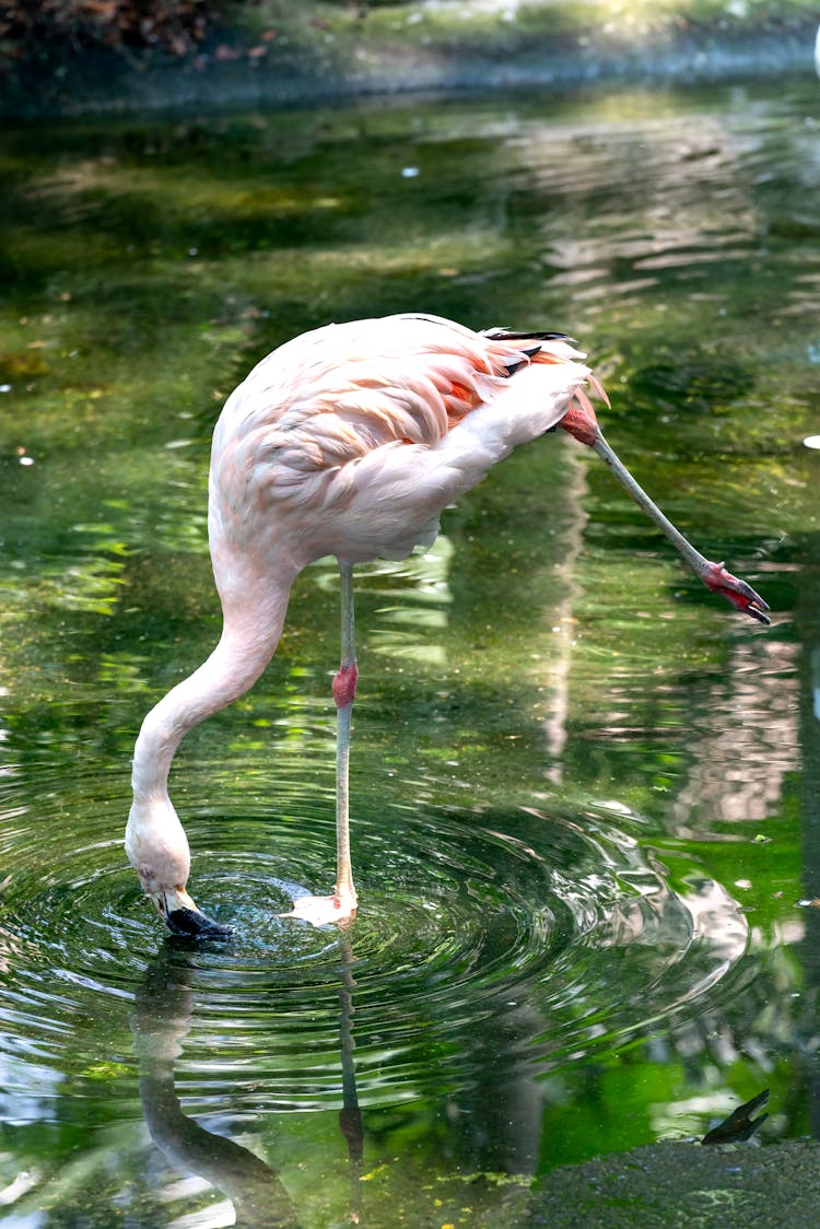 Flamingo Drinking Water