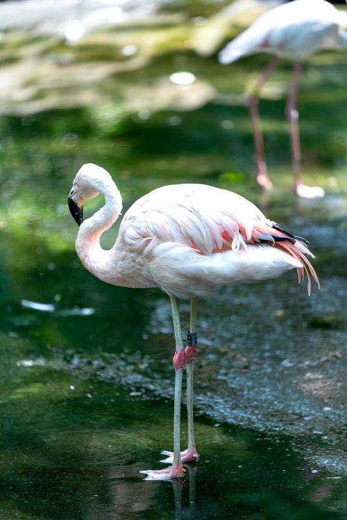 Free A graceful flamingo standing in a serene water setting with blurred background. Stock Photo