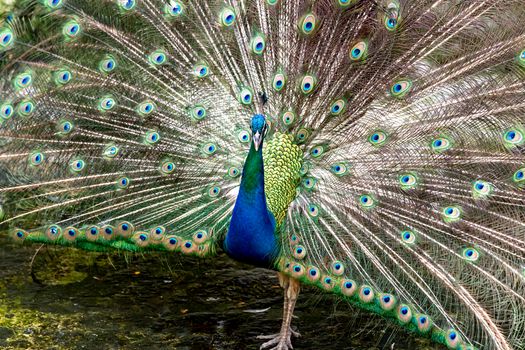 peacock photo