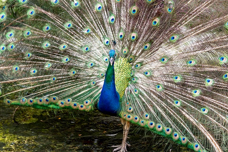 Graceful Peacock Opening Tail