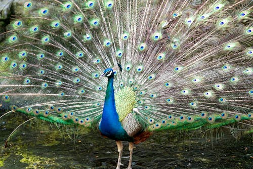 Peacock with Open Tail