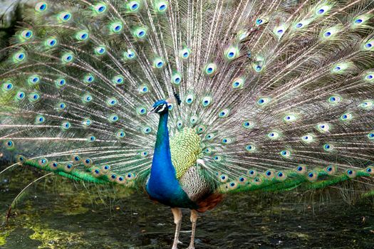 peacock photo