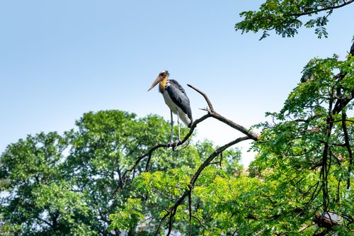 Free A stork sits on a tree branch under a clear blue sky in its natural habitat. Stock Photo