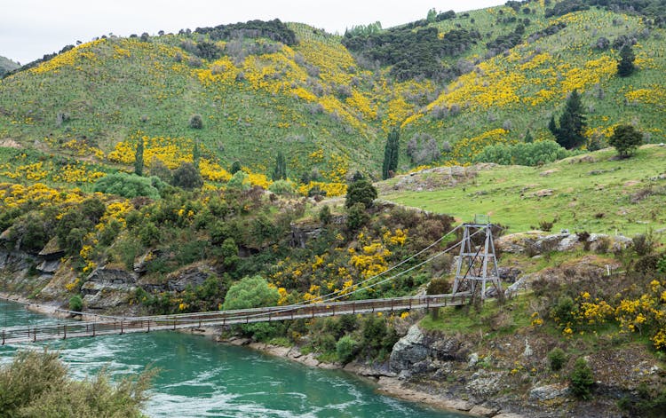 Green Trees Near Body Of Water