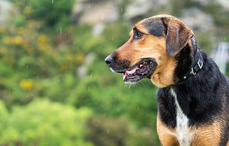 Close Up Of Dog In Rain